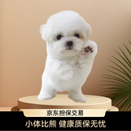 寧寵 比熊犬比熊幼犬白色寵物狗狗活體小狗崽活物茶杯犬狗小型犬 混血級 公