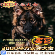 嘉瑰純種德牧幼犬大型犬狼青犬弓背犬黑背幼犬狼狗幼犬德國牧羊犬幼犬