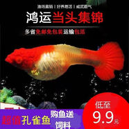 榮郁鴻運當頭紅頭轉運魚(yú)孔雀魚(yú)小型熱帶魚(yú)燕尾精品鳳尾魚(yú)活體種魚(yú) 包頭包腮延長(cháng)背3對