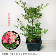 花舞鼓日本進口十大名貴皋月杜鵑花老樁盆栽樹苗陽臺庭院耐寒花卉 花舞鼓5年苗含盆高約40~45cm 生長中新芽 含盆
