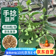 花沃里手捻葫蘆種子30粒 花卉種子草籽家庭盆栽陽臺辦公庭院花壇種植