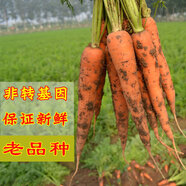 老品種非基因改造的胡蘿卜水果羅卜新鮮蔬菜寶寶副食品紅蘿卜現(xiàn)挖 1500g