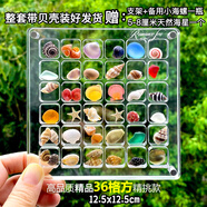 天然海螺貝殼 一斤 精選浮翠流砂貝寶螺魚缸造景裝飾龜缸底砂擺件 36格亞克力帶貝殼