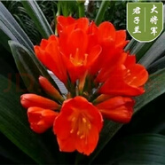[當年開(kāi)花】君子蘭花苗裸根發(fā)貨室內外四季常青植物盆栽君子蘭苗 新品君子蘭【大將軍】 5-8片葉子+盆+土【小苗】