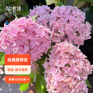 虹越（HONGYUE）大花繡球花盆栽苗 無(wú)盡夏花手鞠萬(wàn)華錦繡球八仙花庭院陽(yáng)臺花卉 【大花繡球】“角宿一”1加侖