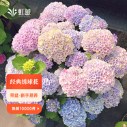 虹越（HONGYUE）大花繡球花盆栽苗 無(wú)盡夏花手鞠萬(wàn)華錦繡球八仙花庭院陽(yáng)臺(tái)花卉 【大花繡球】“魔幻革命”1加侖