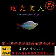 采緹（CAITI）活體魚(yú)觀(guān)賞魚(yú)紅綠燈寶蓮燈紅鼻黑尾大勾群游魚(yú)小型魚(yú)淡水魚(yú)燈科魚(yú) 電光美人5條 3-3.5厘米左右