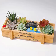 花藝萌多肉植物組合盆栽含盆含土創(chuàng)意diy拼盤花盆肉肉植物室內(nèi)綠植花卉 木盒小鴨 含盆