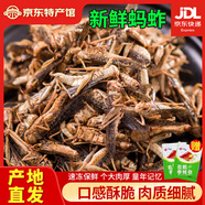 匯爾康新鮮螞蚱蝗蟲 500克/袋 速凍真空袋裝 昆蟲生鮮