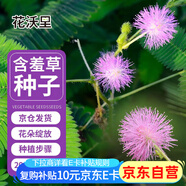 花沃里含羞草種子約200粒 花種子家庭盆栽土花卉種子陽(yáng)臺辦公庭院草籽