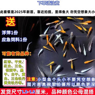 采緹（CAITI）觀背青鳉觀賞魚魔法魚冷水魚小型錦鯉金魚淡水魚不打氧好養(yǎng)活體 青鳉苗1.2-1.5厘米10+5條防損發(fā)15只