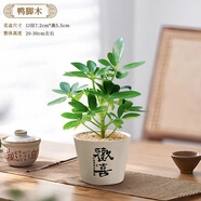 開時果 發(fā)財樹小盆栽中式禪意盆景 四季好養(yǎng)富貴竹懶人綠植茶桌禪意擺件 鴨腳木+歡喜陶瓷盆（送鋪面石+肥料）