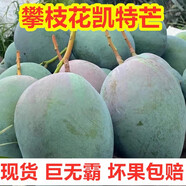 博多客正宗四川攀枝花凱特芒果青皮大芒果新鮮水果當(dāng)季整箱特大凱特芒 3斤一級中果（約5個(gè)）