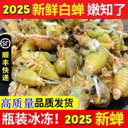 妮姬 知了猴新鮮2025 活體金蟬爬叉猴速凍知了龜特產(chǎn)唐僧肉送禮中秋節(jié) 【優(yōu)質(zhì)】超大白蟬50只