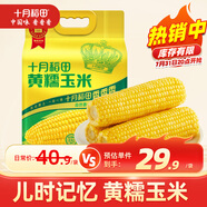 十月稻田 黃糯玉米 3.52斤(220g*8根) 東北甜黏玉米棒 早餐苞米 真空包裝