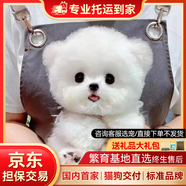 純種比熊幼犬小型小體活物卷毛血統(tǒng)比熊犬茶杯寵物狗狗長(zhǎng)不大可愛 寵物級(jí) 比熊【視頻選寵】