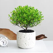 開時(shí)果 小葉赤楠盆景擺件 辦公室桌面綠植花卉好養(yǎng)盆栽植物源頭直發(fā)包郵 【上新款】白色熔巖盆+黑砂石+肥料