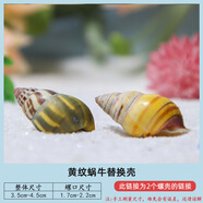 籠趣寄居蟹替換殼中小型號天然海螺貝殼卷貝魚(yú)魚(yú)缸造景擺件水族箱裝飾 黃紋替換殼套餐【以螺口尺寸為準