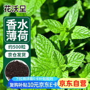 花沃里香水薄荷種子500粒/包花卉種子四季花種家庭盆栽土陽臺庭院種