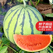 大禹懶漢西瓜種子苗特大適合南方早熟懶人8424麒麟瓜美都無籽水果蔬菜 冰糖麒麟瓜西瓜種子30粒