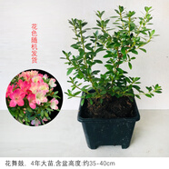 花舞鼓日本進口十大名貴皋月杜鵑花老樁盆栽樹苗陽臺庭院耐寒花卉 花舞鼓4年苗含盆高約35~40cm 生長中新芽 含盆