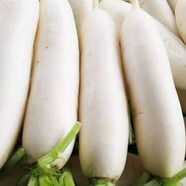 正宗絆倒驢青蘿卜種子甜脆蘿卜種子青皮蘿卜種子悶倒驢綠心蘿卜籽 十斤王蘿卜種子3包約900粒 【百分百新種】冰糖水果蘿卜種子
