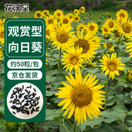 花沃里觀賞向日葵花種子50粒/包 花卉種子家庭盆栽土陽臺辦公庭院種草籽