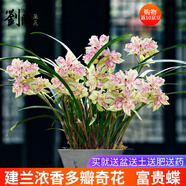 劉閣蘭花蘭花苗世界上超香四季蘭帝王妃 金邊矮種夏帶濃香花苞花卉盆栽 富貴蝶3苗連體帶花苞，配盆土肥