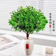 開時果 小葉赤楠盆景擺件 辦公室桌面綠植花卉好養(yǎng)盆栽植物源頭直發(fā)包郵 【上新款】高款小喜盆+鋪面石+肥料