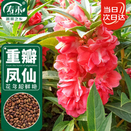 壽禾 重瓣鳳仙花種子種苗觀賞花卉種籽 濰育重瓣鳳仙花種子5g約500粒