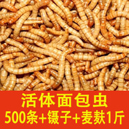 凱莉面包蟲活蟲黃粉蟲活體蟲子蝎子倉鼠角蛙鸚鵡八哥畫眉小鳥食飼料蟲 500條2.5cm送鑷子+1斤麥麩