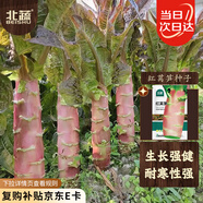 北蔬 紅萵筍種子種苗尖葉萵苣四季耐寒蔬菜種籽 北蔬紅萵筍種子5g