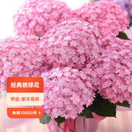 虹越（HONGYUE）大花繡球花盆栽苗 無(wú)盡夏花手鞠萬(wàn)華錦繡球八仙花庭院陽(yáng)臺花卉 【大花繡球】“露娜”1加侖
