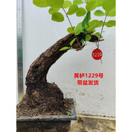 黃櫨盆景自然老樁古怪樁熟樁北京香山紅葉樹樁冬季耐寒實物 黃櫨1229號帶盆發(fā)貨 不含盆