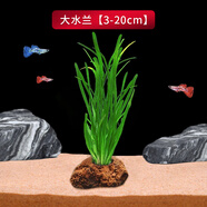 火山石水草植物真草魚缸水草造景懶人新手養(yǎng)魚套餐后景坨草蜈蚣草 大水蘭火山石