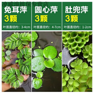 浮萍水草水芙蓉一葉蓮水葫蘆植物魚(yú)缸造景冒泡水培睡蓮凈水真水草 浮萍造景套餐六(多樣化告別單調(diào))
