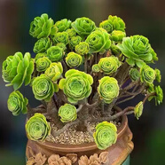 寄春JICHUN萬(wàn)圣節沙拉碗法師多肉植物百萬(wàn)翠法師超大多頭精品黑法師綠 綠羊絨超大群老樁/