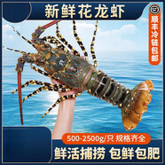 澳洲澳龍鮮活大龍蝦速凍特大澳洲龍蝦冷凍青龍花龍波士頓海鮮水產(chǎn) 500g(凈重)  24-26cm 800g/只