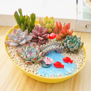 花藝萌多肉植物組合套餐盆栽含盆帶土套餐新手diy微景觀室內(nèi)外桌面花卉 年年有魚（斜口盆+多肉+裝飾+土）送工具