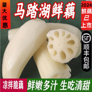 馬踏湖蓮藕白蓮藕鮮藕脆藕涼拌藕生吃藕尖蓮菜水果藕嫩藕新鮮現(xiàn)挖 2500g