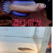 網(wǎng)紅進(jìn)口酒紅大帆阿薩姆奶茶幻彩紅寶石雷龍穩(wěn)定開口送飼料 大帆酒紅雷龍：2-3cm：1