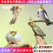 萬寵匯 鳥活體虎皮鸚鵡籠養(yǎng)牡丹玄風活鳥學說話手養(yǎng)小太陽鸚鵡和尚鸚鵡 自選玄鳳2只（公母顏色備注）