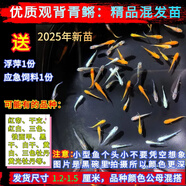 采緹（CAITI）觀背青鳉觀賞魚魔法魚冷水魚小型錦鯉金魚淡水魚不打氧好養(yǎng)活體 青鳉苗1.2-1.5cm6條包活5條送飼料胡萍