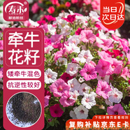 壽禾 矮牽?；ǚN子種苗混色盆栽花卉種籽 牽牛花(矮牽?；焐?1萬粒/袋