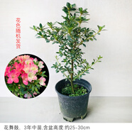花舞鼓日本進口十大名貴皋月杜鵑花老樁盆栽樹苗陽臺庭院耐寒花卉 花舞鼓3年苗含盆高約25~30cm 生長中新芽 含盆