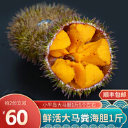 小平島（xiaopingdao）【活鮮】小平島新鮮大馬糞海膽（5個左右1斤）鮮活即食海膽蒸蛋 大馬糞海膽500g(5個左右)