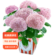 虹越（HONGYUE）大花繡球花盆栽苗 無盡夏花手鞠萬華錦繡球八仙花庭院陽臺(tái)花卉 【大花繡球】“花手鞠”1加侖