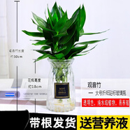綠有意觀(guān)音竹富貴竹水培植物帶根花卉綠植綠蘿室內盆栽轉運竹子水養好養 觀(guān)音竹3棵（折紙玻璃瓶）+營(yíng)養液