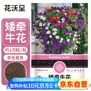 花沃里矮牽?；ǚN子1萬粒 花卉種子四季花種家庭盆栽土陽臺庭院種植草籽