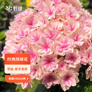 虹越（HONGYUE）大花繡球花盆栽苗 無(wú)盡夏花手鞠萬(wàn)華錦繡球八仙花庭院陽(yáng)臺花卉 【大花繡球】“夏洛特公主”2加侖